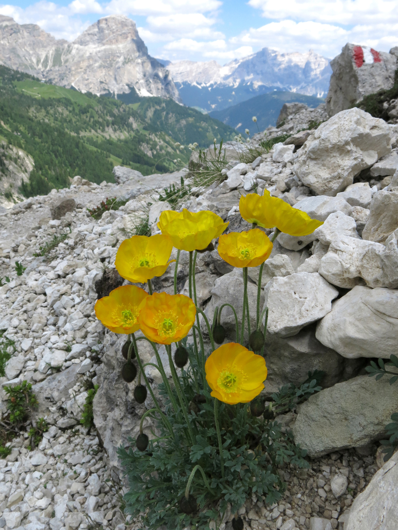 Rhaetian Poppy 